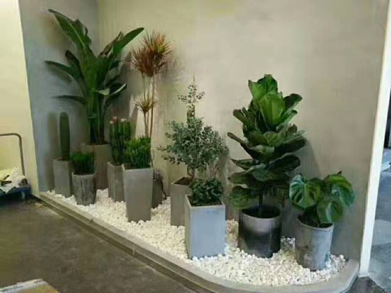 客戶綠植景觀擺設(shè)